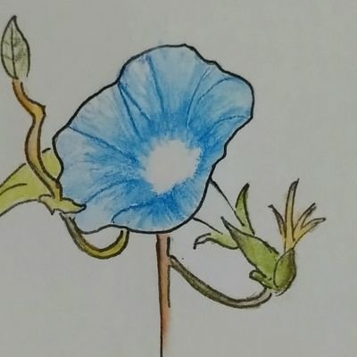 朝顔さんのプロフィール画像