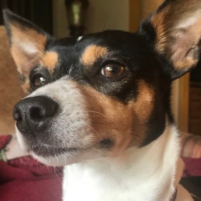 bboppooh's profile picture. 