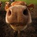 Pro-Nunes Cow (@pronunescow) Twitter profile photo Pro-Nunes Cow (@pronunescow) Twitter profile photo