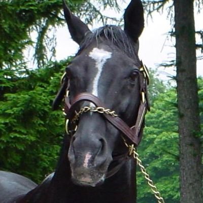 キャロット、YGG、社台地方オーナーズ、YGG地方オーナーズ、UMAUMA
2020年6月30日地方競馬馬主登録完了