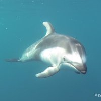 Mutsu Bay Dolphin Research(@mutsubaydolphin) 's Twitter Profile Photo