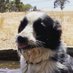 Rob Warburton🐑🌾💐 (@korellup) Twitter profile photo Rob Warburton🐑🌾💐 (@korellup) Twitter profile photo
