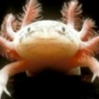 Scott Norris - @axolotl Twitter Profile Photo