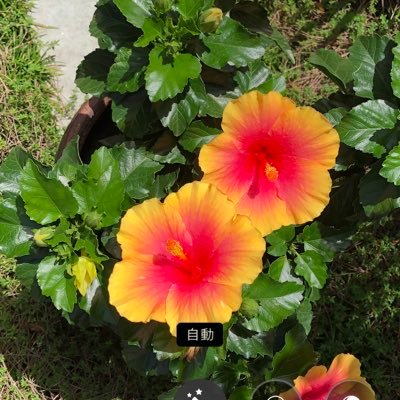 Twitterようやく始めました。えいこらさっ Toshl様の歌声との衝撃的な出会いから2年。としくんとLoveの皆様の温かな世界が大好きで、幸せをお裾分けさせて頂いています。SNSは得意じゃないですが、ちっちゃなチャレンジしていきます!