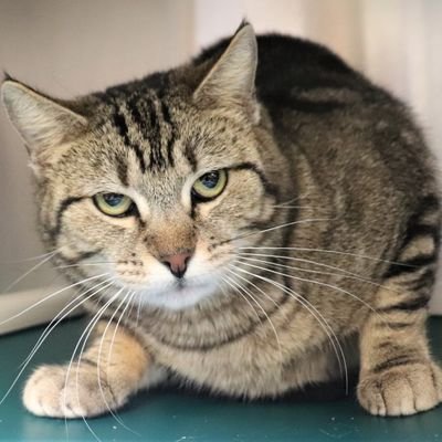 SidersClient's profile picture. BalticClient