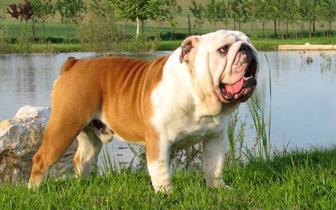 Criadero Familiar, nos repaldan 10 años de experiencia.
Recuerda que el que tiene un bulldog ingles no tiene un perro cualquiera, tiene un BULLDOG!