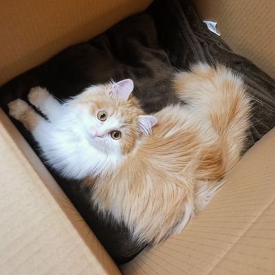 fuwakamatari's profile picture. ラガマフィンのハロ😺
8/16/2019生まれ♂
FIP(猫伝染性腹膜炎)寛解しました😊
無言フォロー大歓迎です☺️✨
インスタ
https://t.co/wRkLswMeiz