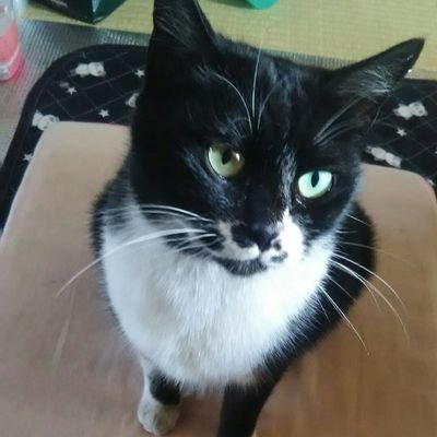 ☆彡FX自動売買☆
shining3EA
初期費用・月額一切無し
これからFXを始めたい方
既に始めてる方も分散投資の1つとしてお勧め!
今の荒れた相場でも半裁量EA
&shining3EA(micro口座可)
BTCUSD含む全通貨対応
希望の方下記の公式LINEに
https://t.co/SQOqsjsKDg