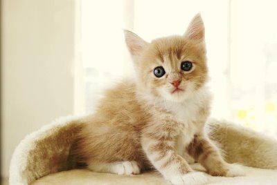 natu44443's profile picture. ねこが大好き！！
最近、FX勉強しはじめました！