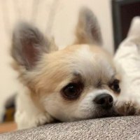チワワのぽぽ & KENパパ (@ken52795999) 's Twitter Profile