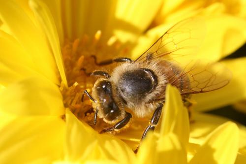 Busy Bees in NC