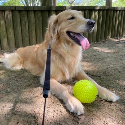 犬好き A Twitter 怒られて拗ねてるナナに肉球こちょこちょしてみた 犬好き A Twitter 怒られて拗ねてるナナに肉球こちょこちょしてみた
