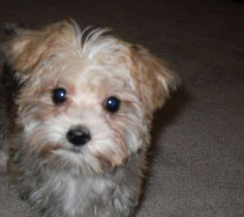 parisroman's profile picture. 