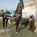 Gujjar (@gujjar59831541) Twitter profile photo Gujjar (@gujjar59831541) Twitter profile photo