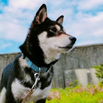 フォロー大歓迎!です~最近はSTEPN垢になってますが投資垢です!フォロバ停止中(業者さん EA系 教えます系はNG)トレード歴5年 専業トレーダー
為替 仮想通貨 日経CFD いろいろしてます 黒柴の姫(♀)4歳を保護犬で授かり嫁と暮らしております 会社経営 新米社長