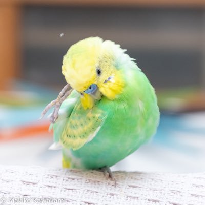 愛鳥フォトグラファー😊セキセイインコ飼育歴20年以上💕 インコ・文鳥など🦜愛鳥のフォトグラファー📷 一眼レフでワンランク上の写真に✨ ご自宅まで出張撮影します🚃 神奈川🏖 小鳥モデル募集中🐥 無料相談はDM✉️にてお気軽にお問い合わせください