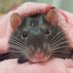 おもち🐭 (@mochipunyupunyu) Twitter profile photo おもち🐭 (@mochipunyupunyu) Twitter profile photo