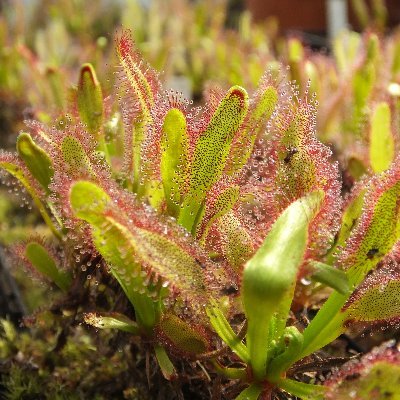 Fitness- und Ernährungsbewusstsein, Pferde und fleischfressende Pflanzen #Drosophyllum , #carnivorousplants