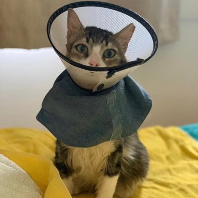 Rescued Dec 19. Wild #Egyptian Street Cat recovering from sickness. I wear a super cape and talk a lot! 🐾 MOVED Egypt 🇪🇬to U.K 🇬🇧 2021! Love #Egyptology