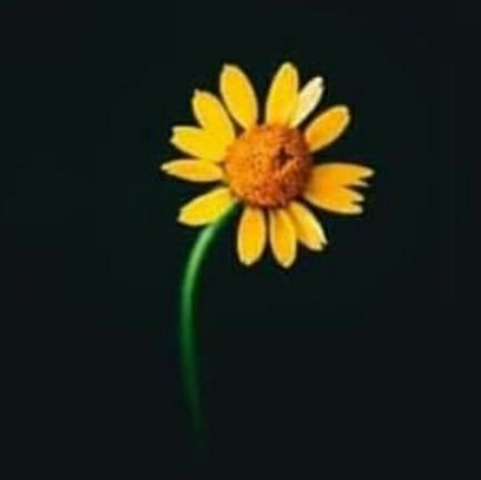 ImAlone89302930's profile picture. 🌻