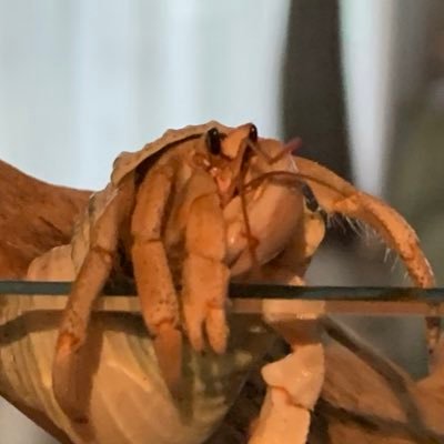 degel11982's profile picture. ゲーム日記とか
#ハースストーン