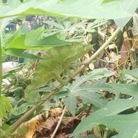 Kawempe City Of Peace (@kawempep) 's Twitter Profile