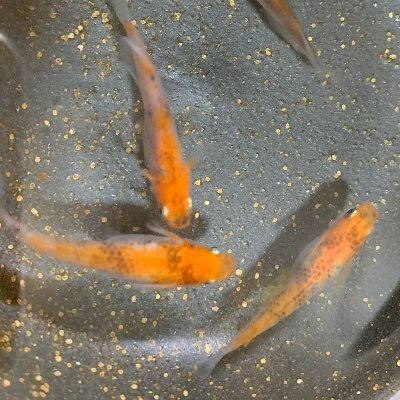 焦ガレめだか 現在飼育しているメダカ一覧 紅龍 紅白ヒレ長 オロチ 幹之 黒ラメ幹之 黒ラメ幹之ダルマ 鱗光 焦ガレめだか 現在飼育しているメダカ一覧 紅龍 紅白ヒレ長 オロチ 幹之 黒ラメ幹之 黒ラメ幹之ダルマ 鱗光