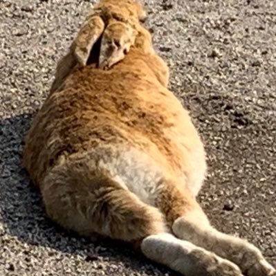 diabel_g4e's profile picture. 元 JP鯖cf民 現NA鯖cf cn: Lily*