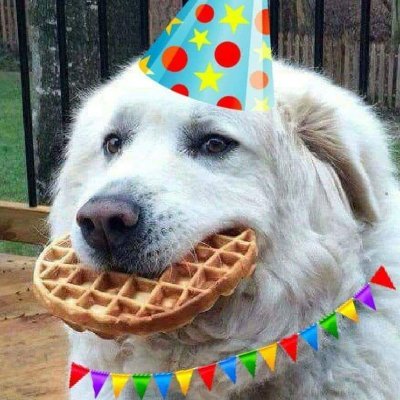 Heckin Good Dogsさんのプロフィール画像