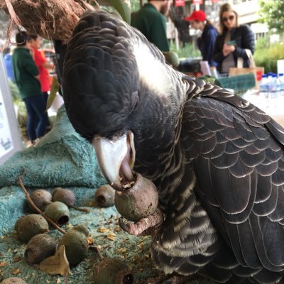 CygnetCreek's profile picture. 