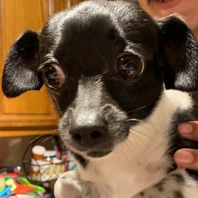 elopez116's profile picture. 