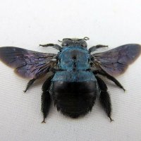 Dr. Bee (@littlebluebee3) 's Twitter Profile