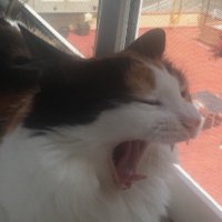 Laura Llovera (@lauralloveraa) 's Twitter Profile