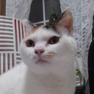 HtFmps7vRhoNipM's profile picture. 主婦です。猫、広島カープ、WONK、絵を描くこと、プレバトが今、好きなので、主にそのことでツイートします＼(^o^)／✨✨✨
でも、基本的には、ROM専です😁🌈🍀