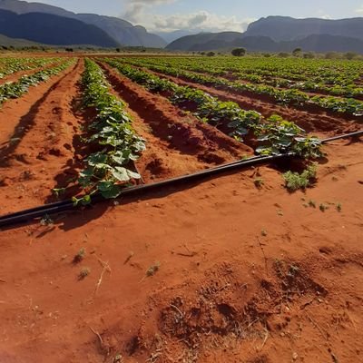 MBS_Farms's profile picture. Boer