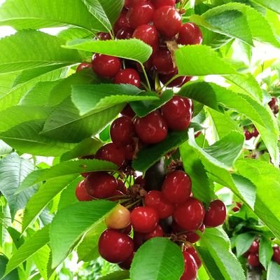 Zoran1122's profile picture. 