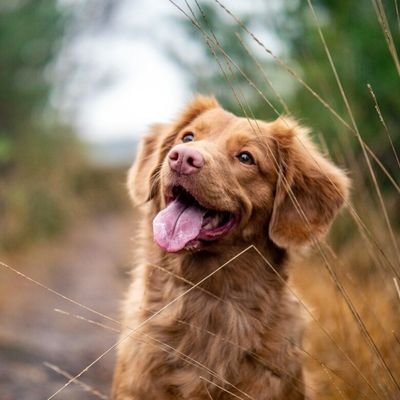 A dog is the only things on the earth that loves you more than you love yourself 🦋.