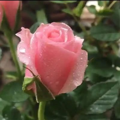 mullajee's profile picture. plant scientist working in remote karakuram mountain areas with farming community to uplift rural life and researching mountain medicinal herbs.