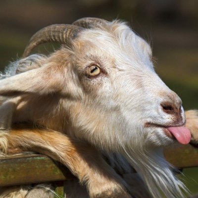 HornyGoat12101 Profile Picture