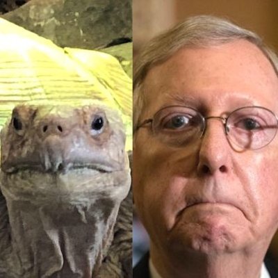 Harassing Mitch Mcconnell With Turtle Pics Memedosh Twitter