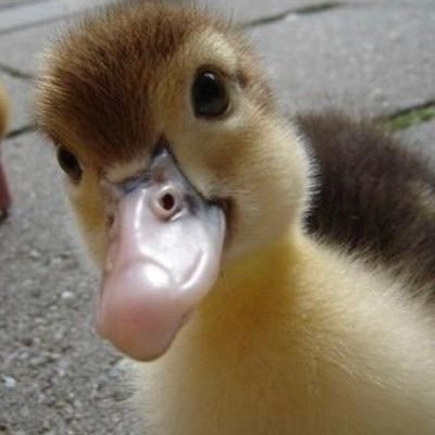 flowerpin_TXT's profile picture. 장래희망: 최연준과웨딩드레스를맞추고..최범규가된장찌개끓여주는..한여성