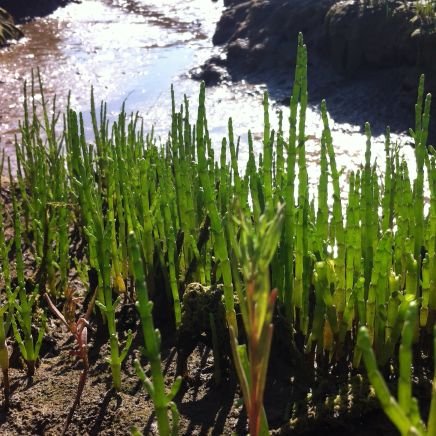 We sell fresh Sloeberries and Samphire.

Contact sales@sloeberries.co.uk

Tel 07748 663934