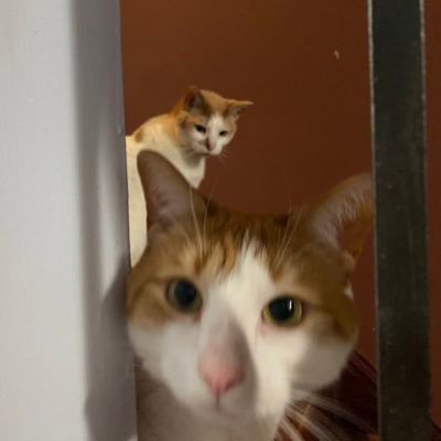 Two-headed piebald ginger tabby felihydra - gilbert_gumbo on Gab & Parler boop/bop/beep