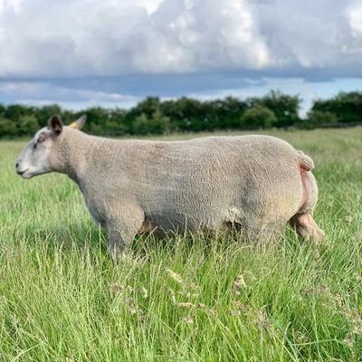 MV accredited, Pedigree Charollais tup producers. Signet recorded. with a few Masham as a commercial flock