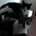 Babalugah 😸 (@babalugah) Twitter profile photo Babalugah 😸 (@babalugah) Twitter profile photo