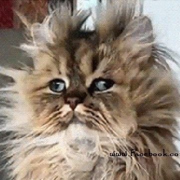 plantman36's profile picture. Every single time.