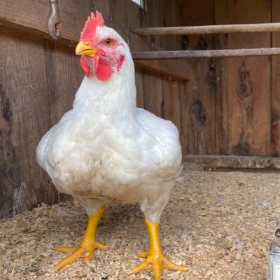 I am a chicken, and I review various items.