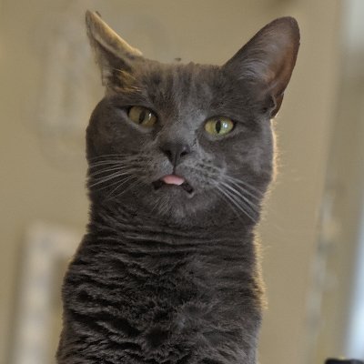 GrayGreyCat's profile picture. 