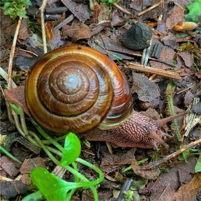 Biomimicry, architecture, ecological performance in built environments, permaculture, play, reconnecting to nature, curious in science 🇨🇦🏳️‍🌈🍐