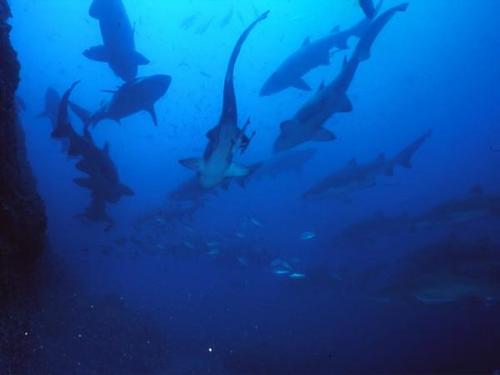 wolfrockdive's profile picture. Dive with the Grey Nurse Sharks all year at Wolf Rock: part of the Great Sandy Marine Park for the protection of the critically endangered Grey Nurse Shark.